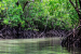 BIS Introduces India’s First Mangrove Restoration Standards