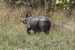 Rhino Population in Dudhwa Tiger Reserve Rises to 53