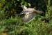 Grey Hornbill returns to Gujarat’s Gir forests after six decades