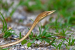 Rare Laudankia Vine Snake Documented in Udaipur