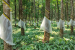 Project INROAD Expands Natural Rubber Plantations in North-East