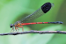New damselfly species found in Kerala’s Western Ghats