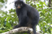 New Monkey Species Discovered in Congo Rainforest