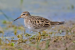 Goa bird count crosses 500 species