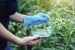 ICAR Works on Genome-Edited 40 Crop Varieties