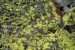 Five New Allographa Species Found in Western Ghats