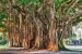 Madurai Marks Conservation of 107-Year-Old Banyan Tree