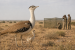 Great Indian Bustard Chick Survives in Gujarat