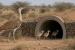 Great Indian Bustard Chicks Enter Rewilding Tunnel in Rajasthan