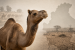 Malvi Camel Faces Extinction Threat