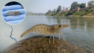 New Freshwater Shrimp Species Found in Gomti River