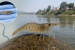 New Freshwater Shrimp Species Found in Gomti River
