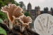 New Fungus Species Named After Kolhapur