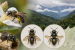 Two New Solitary Bee Species Discovered in Arunachal Pradesh