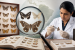 ZSI Completes Catalogue of 13,703 Butterfly and Moth Species
