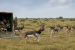20 Blackbucks Rewilded in Gujarat’s Banni Grasslands