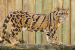 India Launches Clouded Leopard Conservation Action Plan
