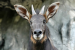 Himalayan Serow Sighted in Himachal Pradesh After Two Decades