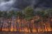 Parliamentary Panel Backs National Pine Needle Policy
