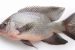 Chhattisgarh Begins Tilapia Product Exports