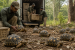 216 Trafficked Star Tortoises Relocated to Tadoba