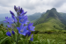 Blue-Violet Flower Blooms in Kudremukh Hills