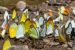Butterfly Diversity in India