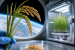 China Harvests First Rice Crop Grown in Space