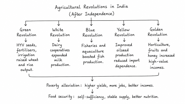 Explain various types of revolutions that took place in agriculture after independence in India. How have these revolutions helped in poverty alleviation and food security in India? (UPSC 2017)