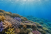 Great Barrier Reef coral cover rebounds to 35.1%