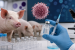 ICAR Develops Indigenous African Swine Fever Vaccine