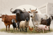 ICAR Registers 16 New Indigenous Livestock Breeds