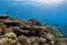 Important Coral Reefs of the World