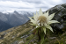 Important Flowering Plant Families in India and Himalayas