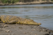 Important Protected Reptile Species in India
