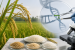 India backs genome-edited rice varieties