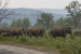 Issues Around Elephant Corridors – Connectivity, Conflict and Conservation Challenges