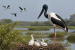 Khijadiya Bird Sanctuary Emerges as Major Black-Necked Stork Breeding Site