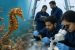 KUFOS Team Discovers New Thorny Seahorse Species