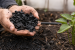 Major Biochar Uses and Applications in Agriculture