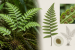 New Fern Species Pteris madhusoodananii Discovered