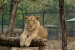 Regulation of Zoos and Captive Wildlife in India