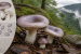 Russula griseopurpurata: New Mushroom Species Found in Meghalaya