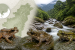 Three new cascade frog species discovered in northeast India