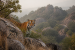 Tiger Sighted in Kishkindha Hills After Five Decades