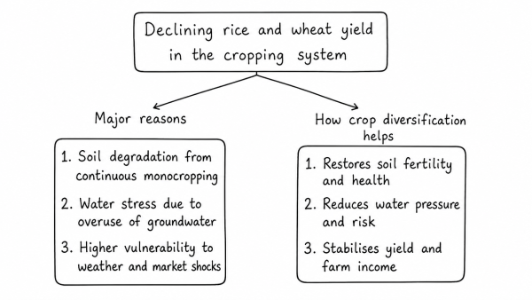 What are the major reasons for declining rice and wheat yield in the cropping system? How is crop diversification helpful to stabilise the yield of crops in the system? (UPSC 2017)