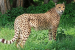 Botswana Cheetah Released in Gandhi Sagar Sanctuary