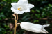 Rare Ghost Flower Orchid Gastrodia keyiensis Found in Arunachal Pradesh