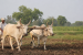 Agrarian Laws and Tenancy Reforms in India