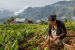 Agricultural Policies for Hills, Tribes and Northeast